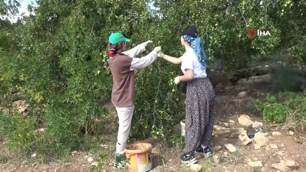 Bahçeye doğal çit olsun diye dikmişlerdi: Gelir kapısı oldu! Kilosunu 50 TL'den satıyor, bir taşla iki kuş... 14